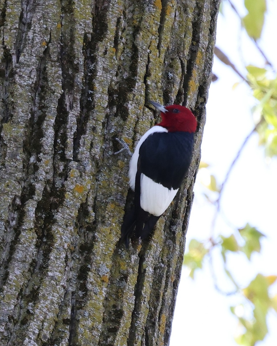 Red-headed Woodpecker - ML619537344