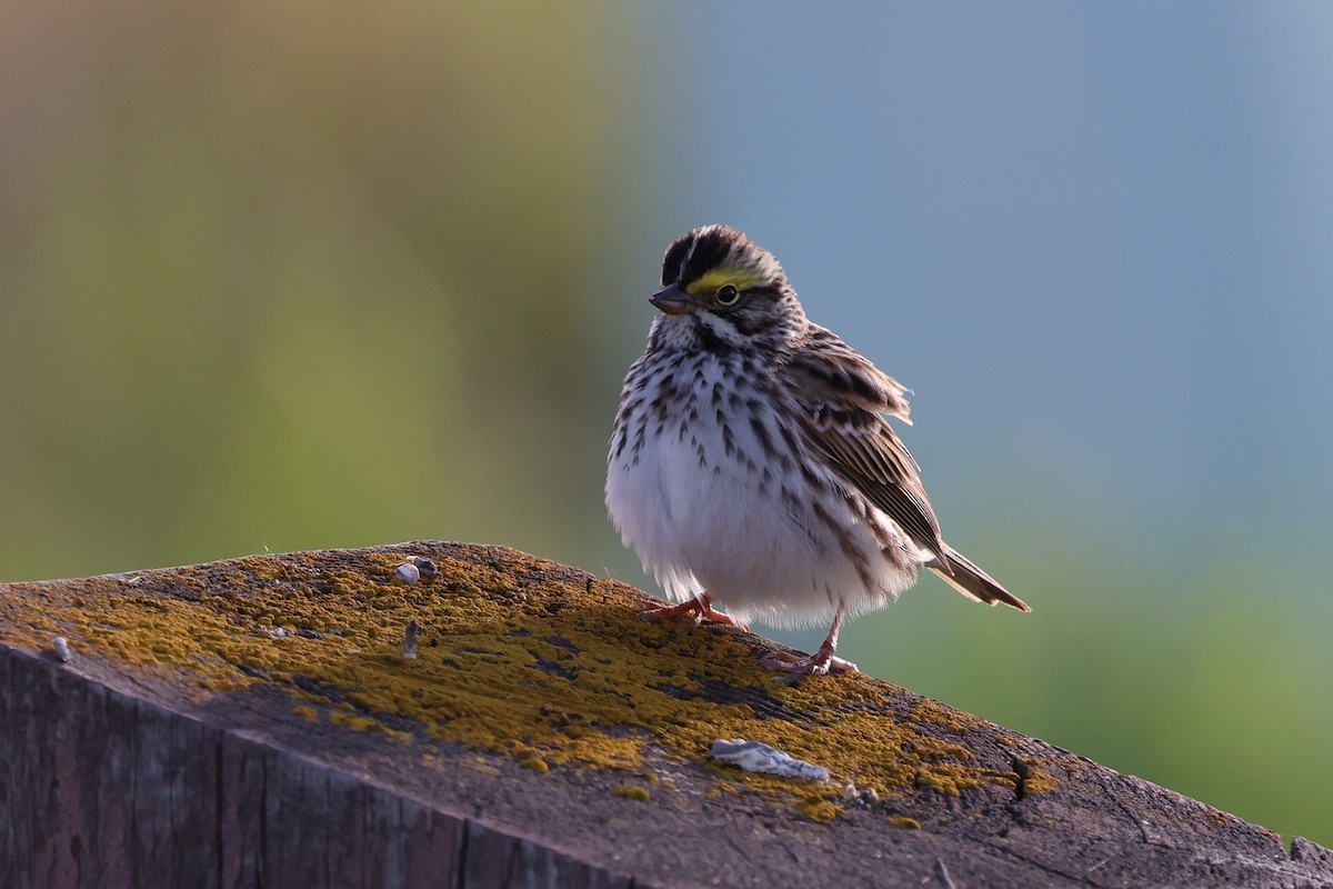 Savannah Sparrow - ML619537358