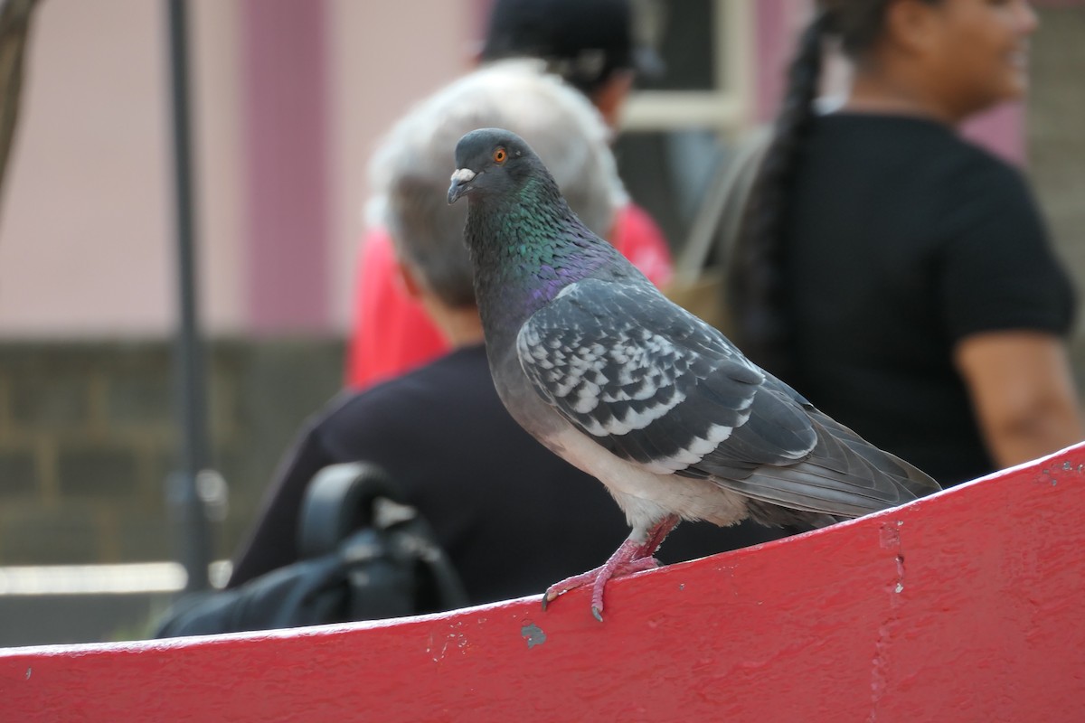 Rock Pigeon (Feral Pigeon) - ML619537367