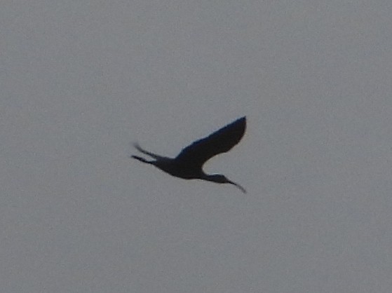 ibis americký - ML619537419
