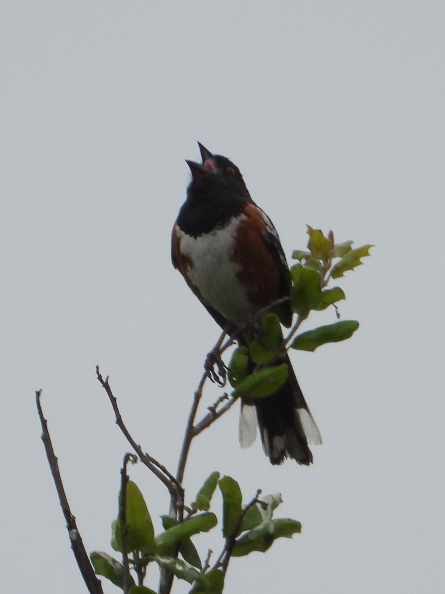 Spotted Towhee - ML619537481