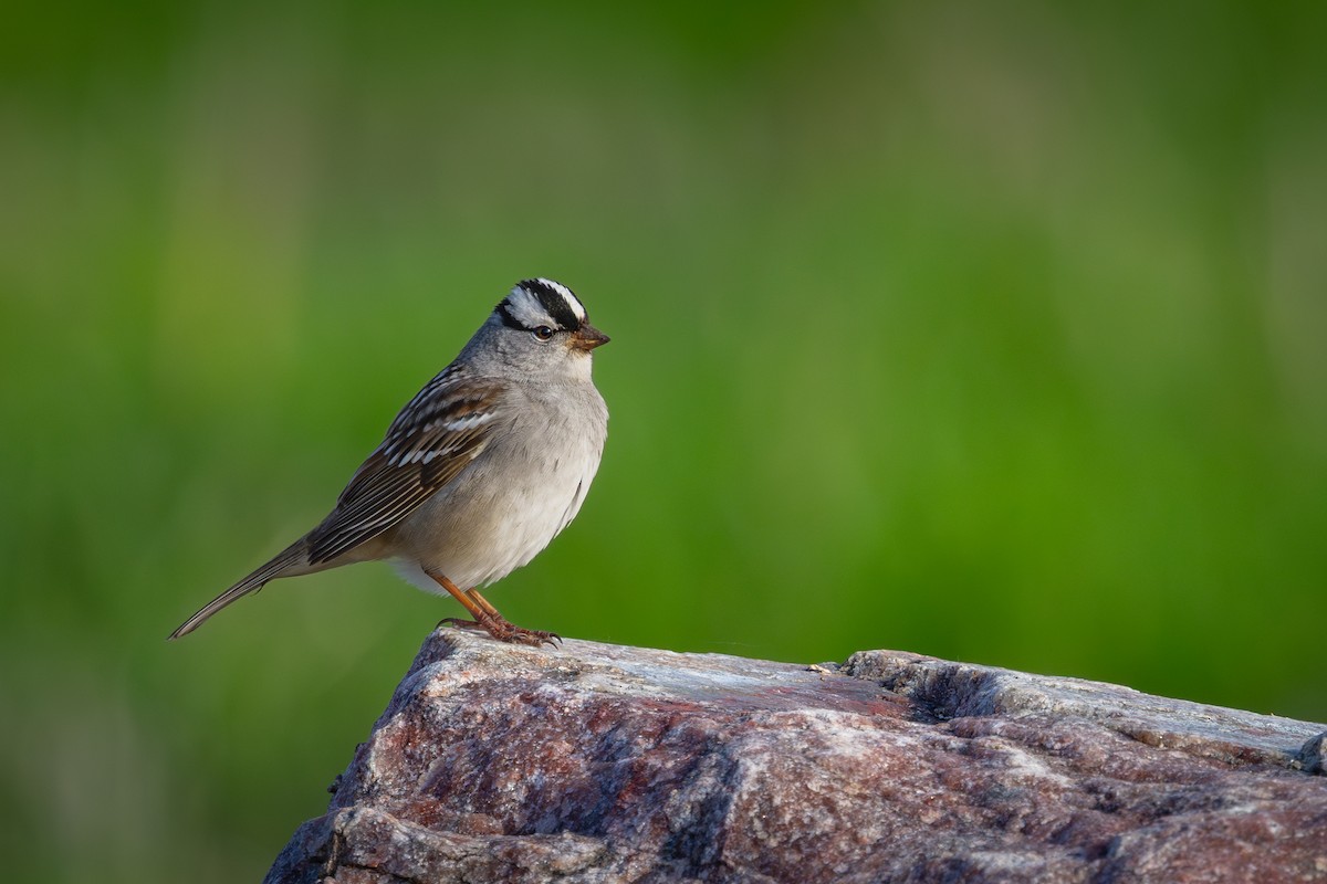 White-crowned Sparrow - ML619537489