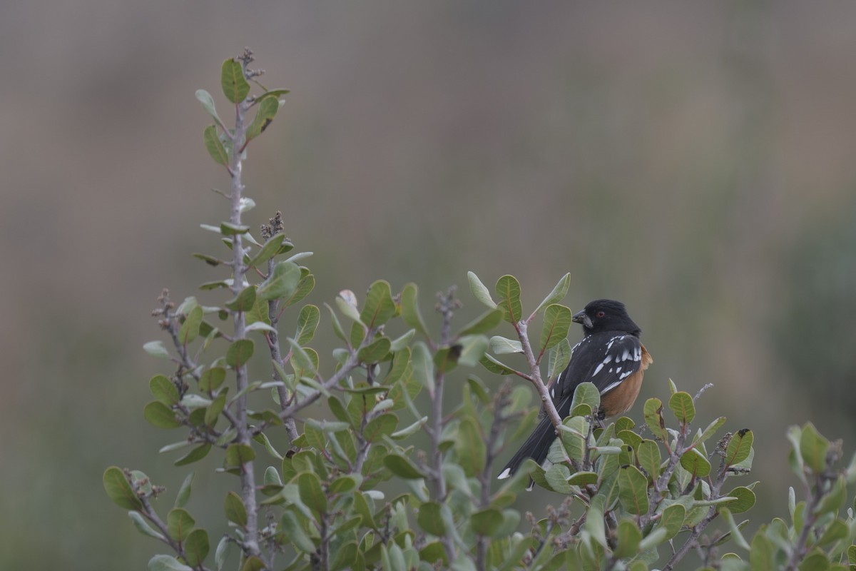 Spotted Towhee - ML619537490