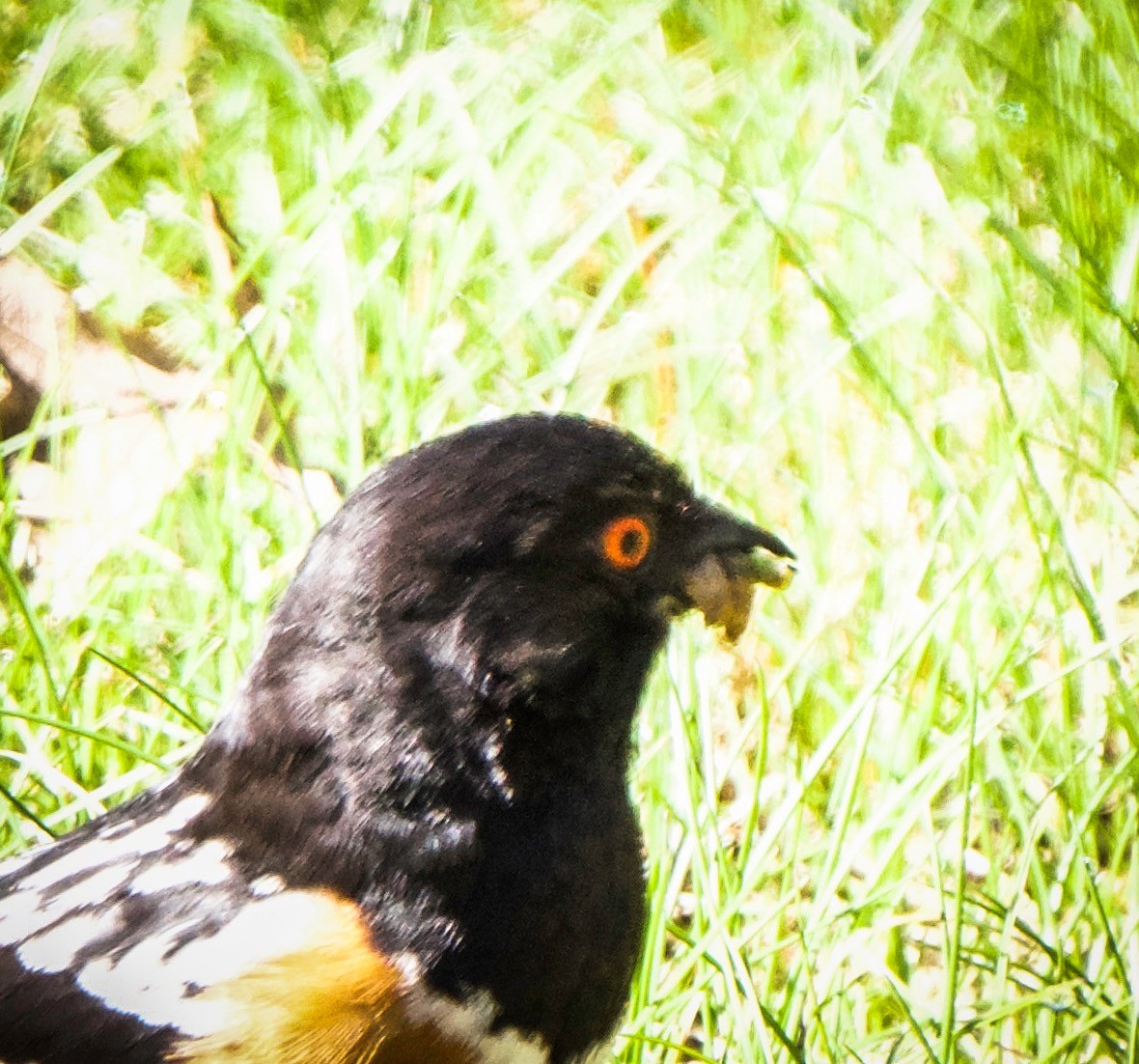 Spotted Towhee - ML619537495