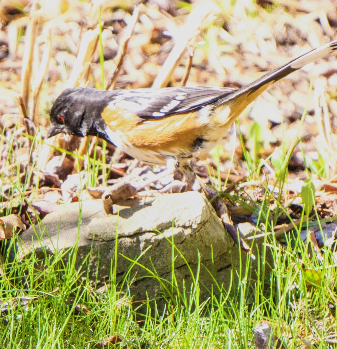 Spotted Towhee - ML619537498