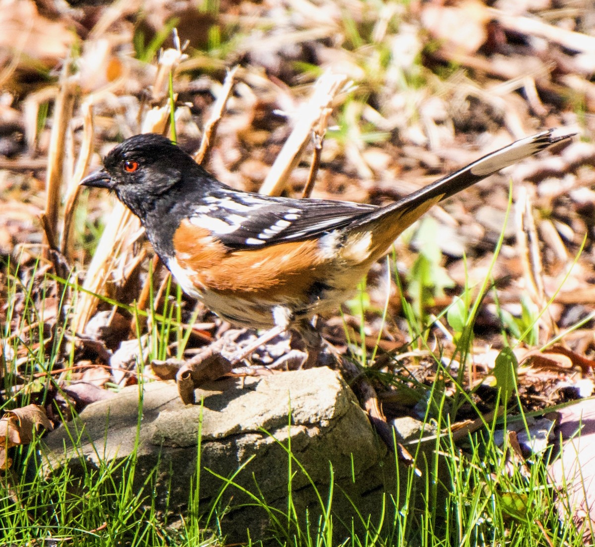 Spotted Towhee - ML619537499