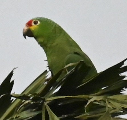 Red-lored Parrot - ML619537500