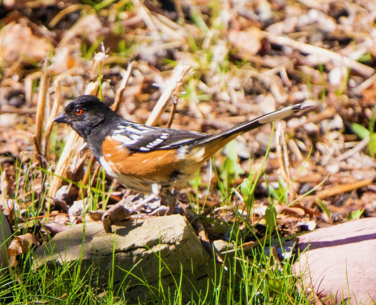 Spotted Towhee - ML619537501