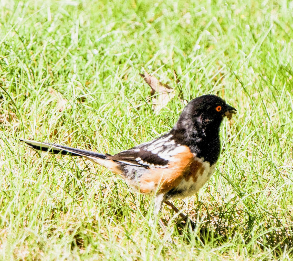 Spotted Towhee - ML619537502