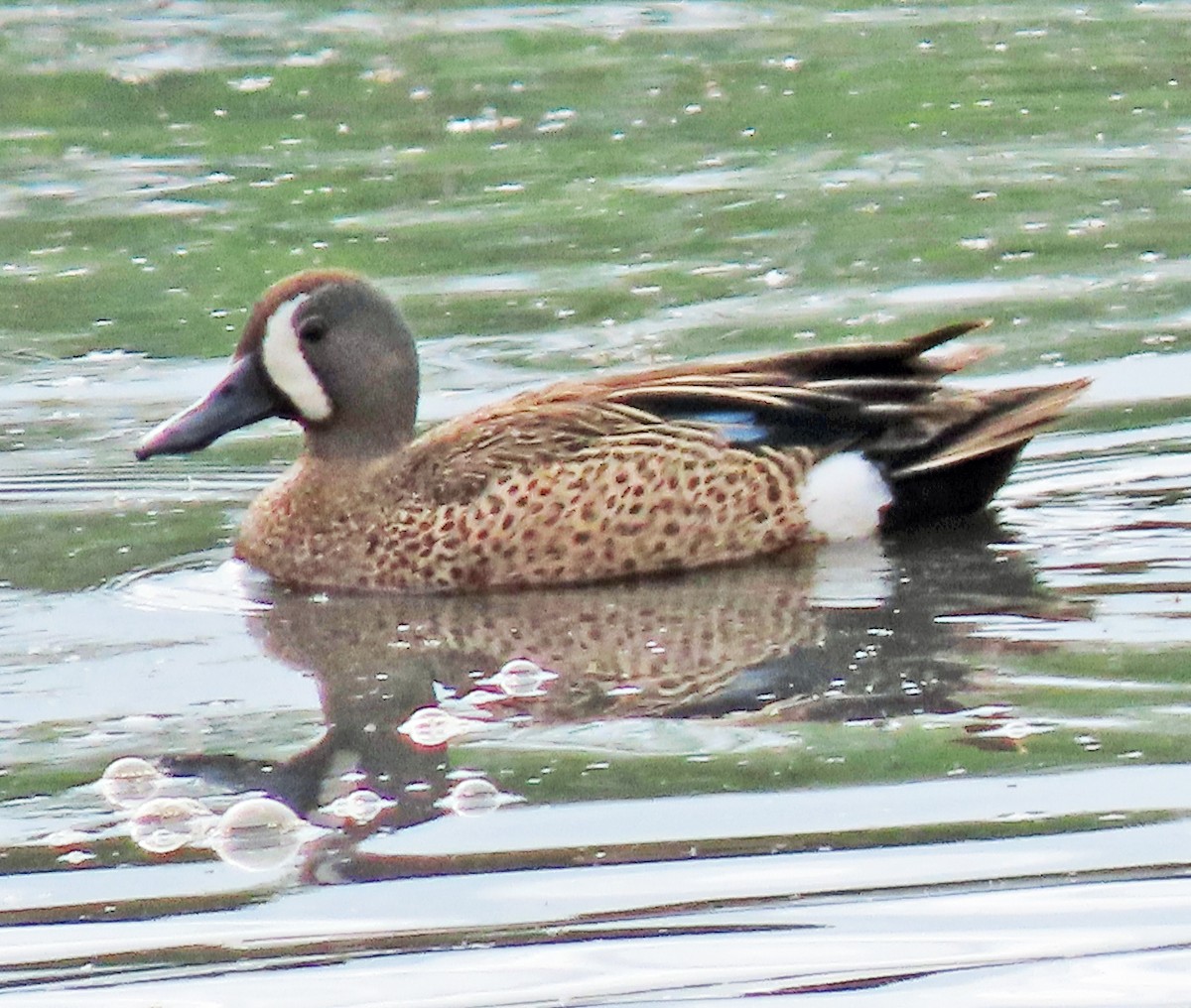 Blue-winged Teal - ML619537505