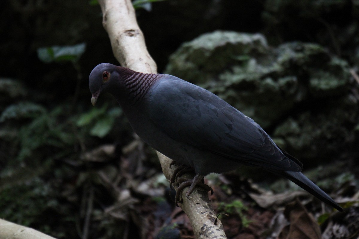 Scaly-naped Pigeon - ML619537523