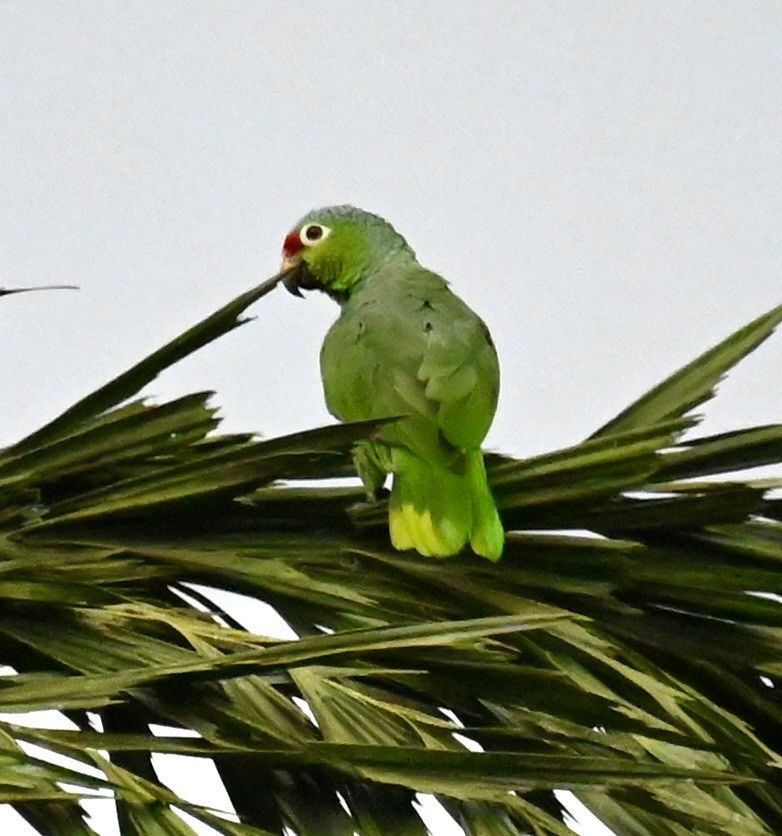 Red-lored Parrot - ML619537525