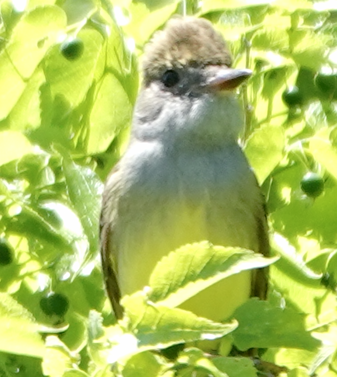 Great Crested Flycatcher - ML619537535