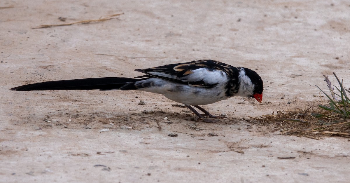 Pin-tailed Whydah - ML619537540