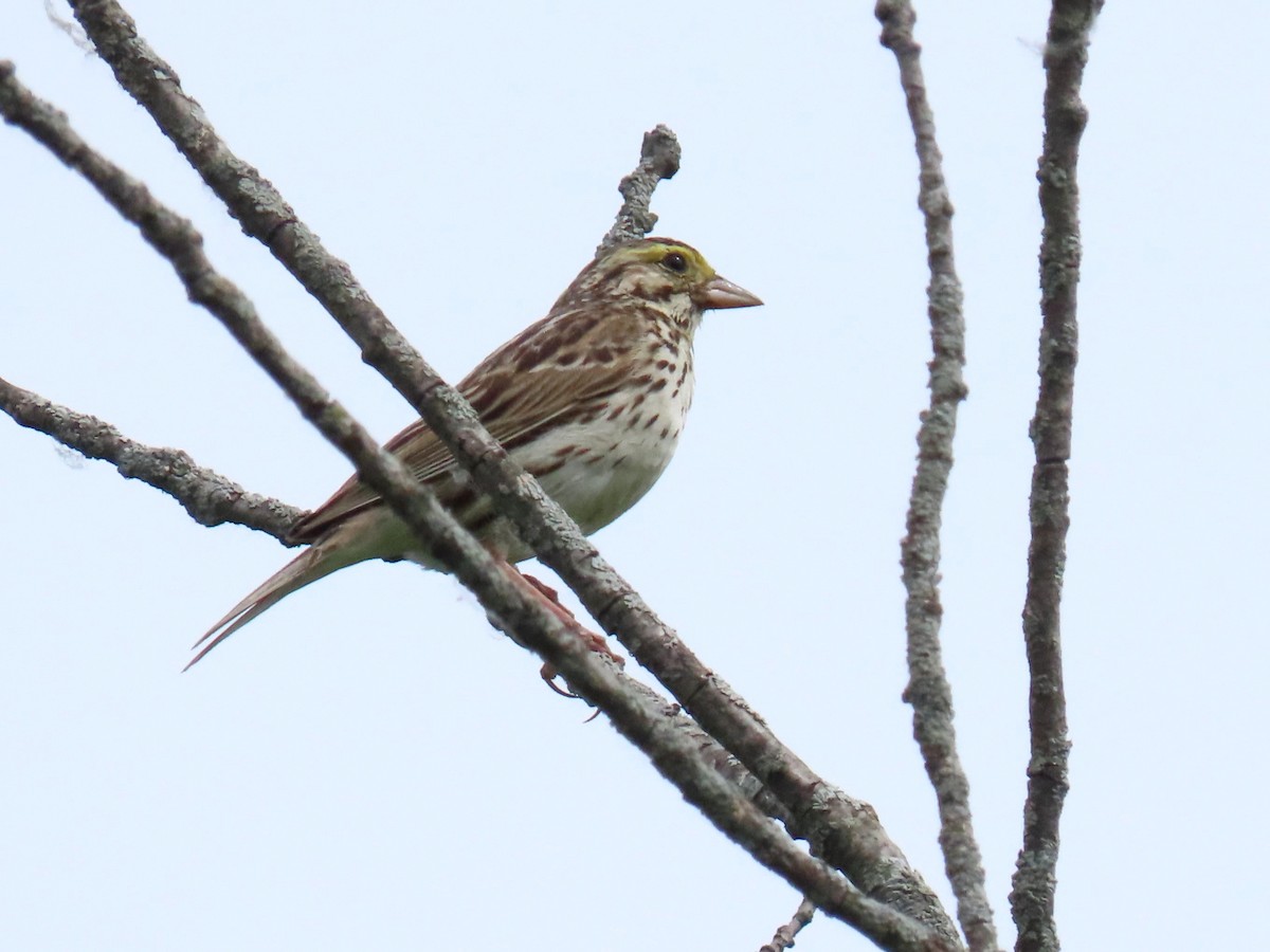 Savannah Sparrow - ML619537548