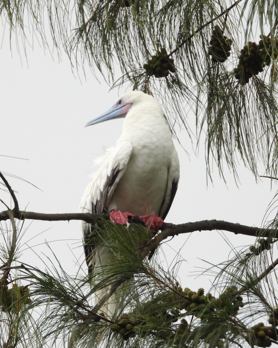 Red-footed Booby - ML619537560