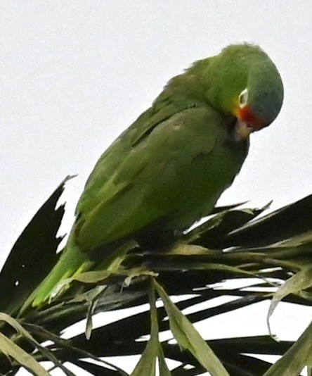 Red-lored Parrot - ML619537601