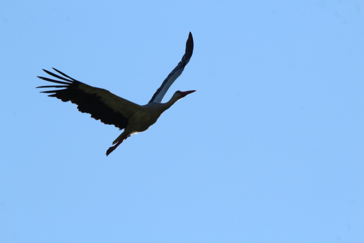 White Stork - ML619537681