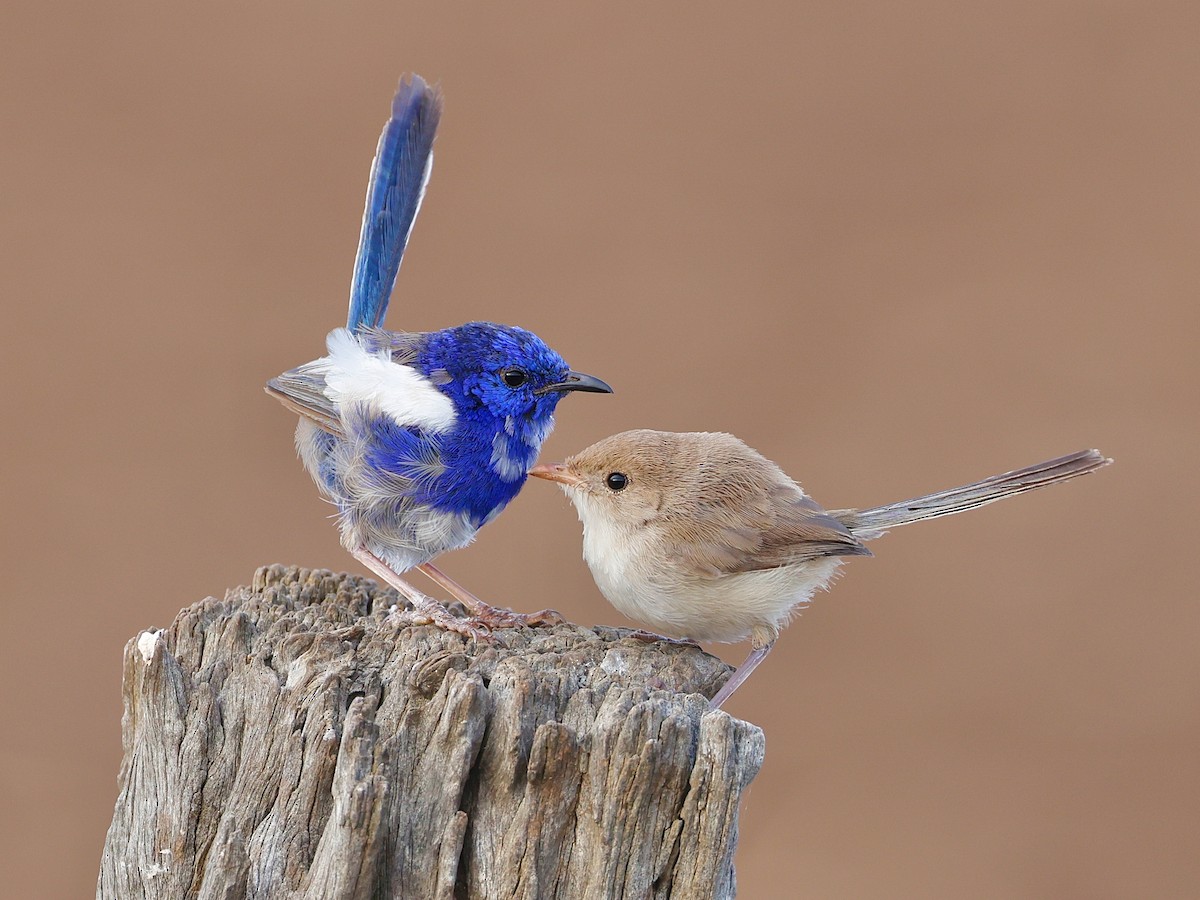 White-winged Fairywren - Malurus leucopterus - Birds of the World