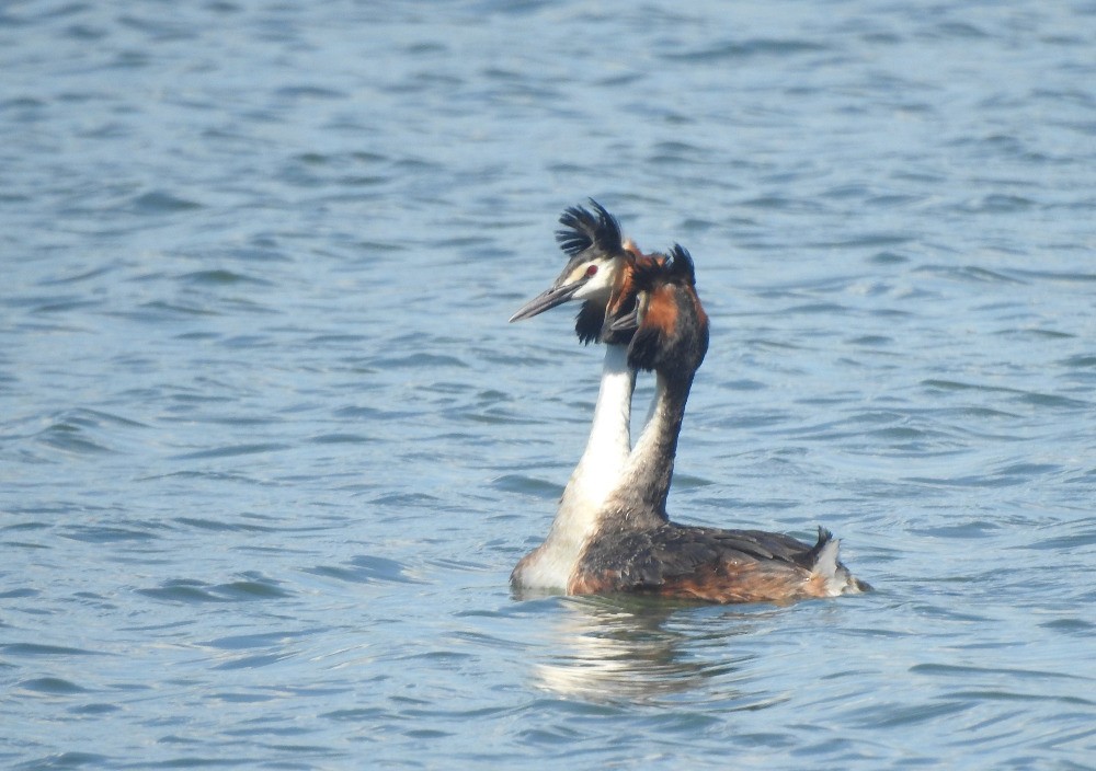 Great Crested Grebe - ML619537731