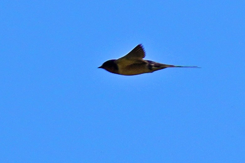 Barn Swallow - ML619537735