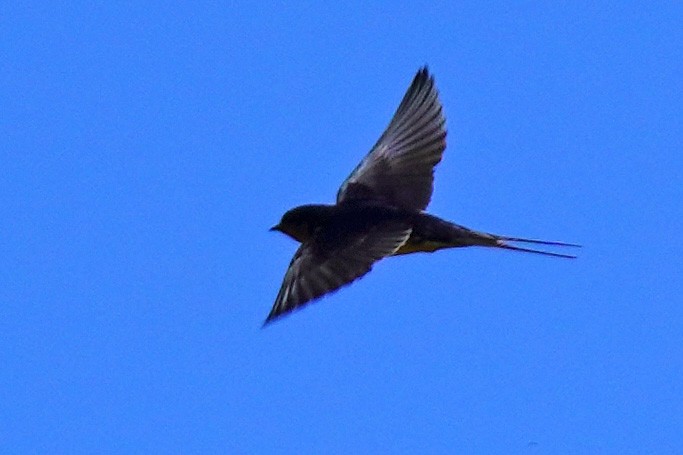 Barn Swallow - ML619537736