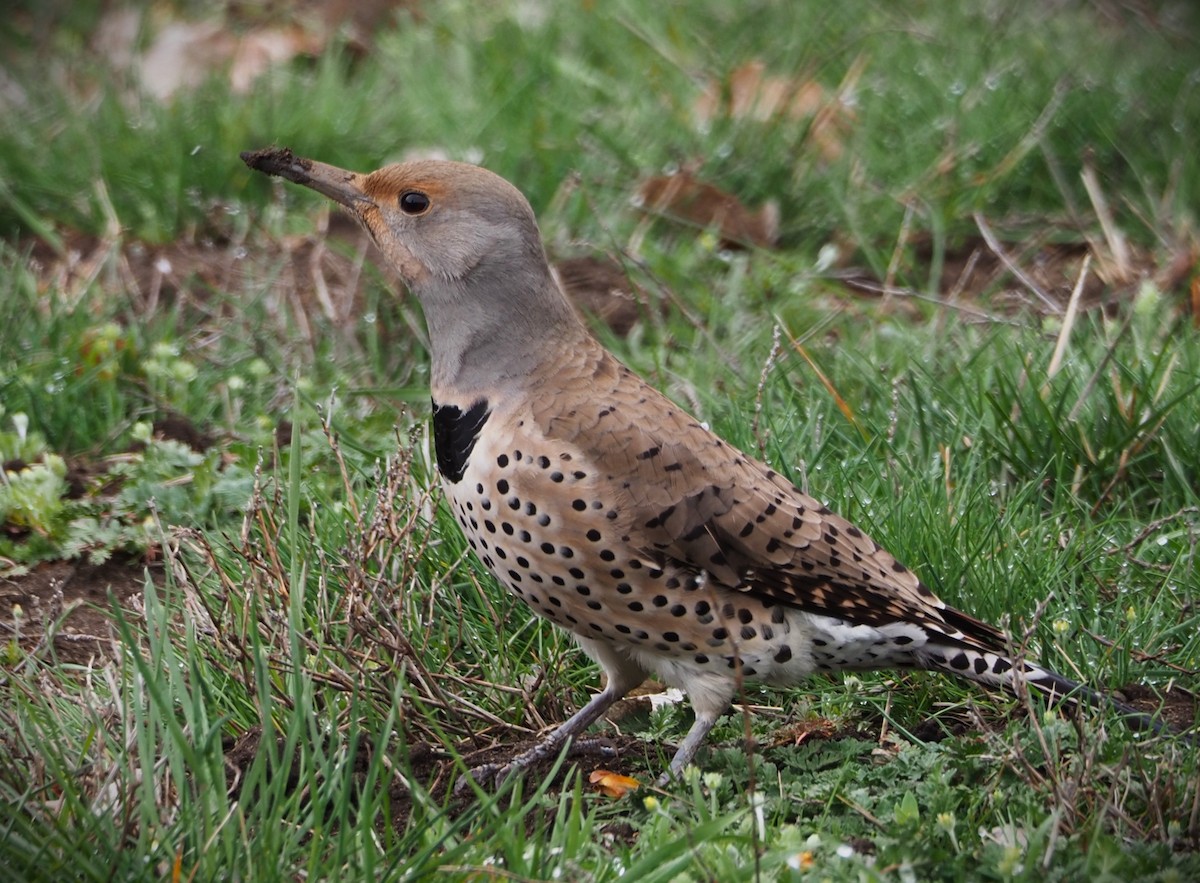 Northern Flicker (Red-shafted) - ML619537746
