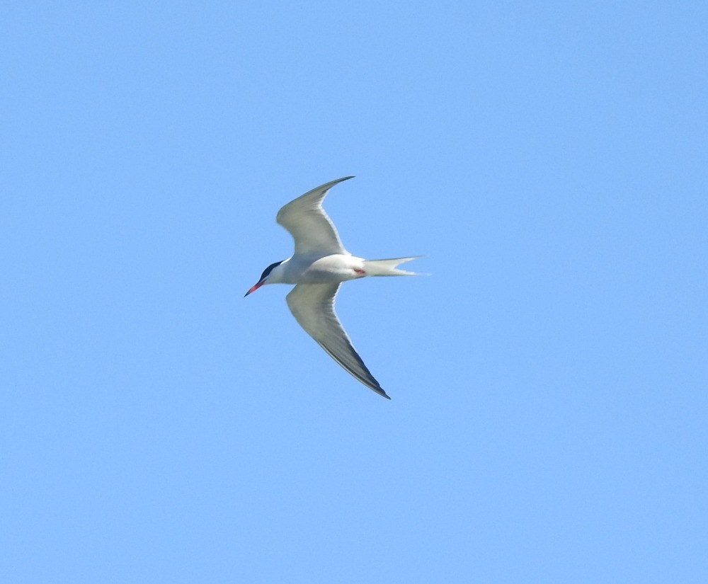 Common Tern - ML619537763
