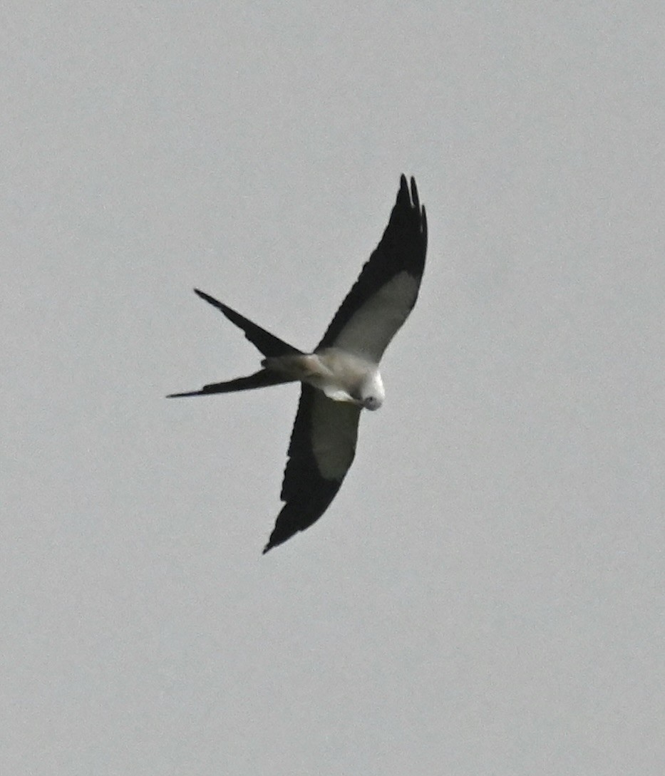 Swallow-tailed Kite - ML619537764