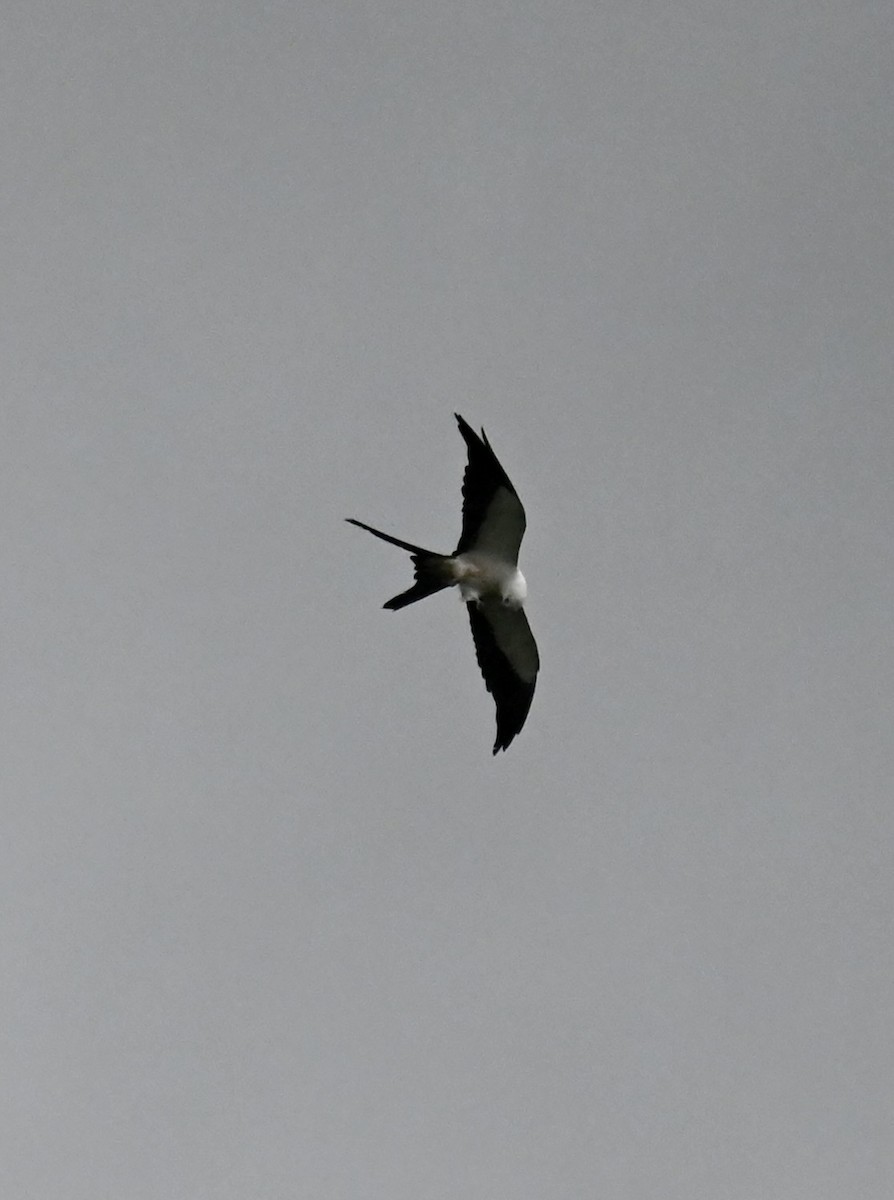 Swallow-tailed Kite - ML619537773