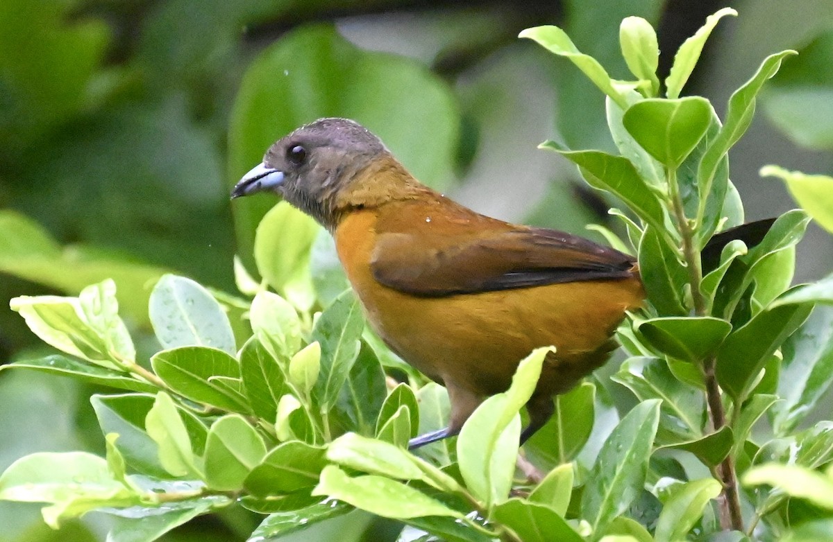 Scarlet-rumped Tanager - ML619537820