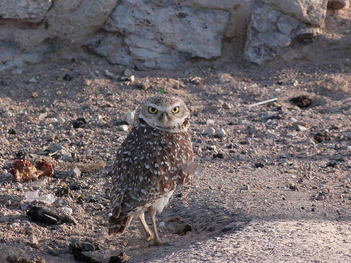 Burrowing Owl - ML619537849