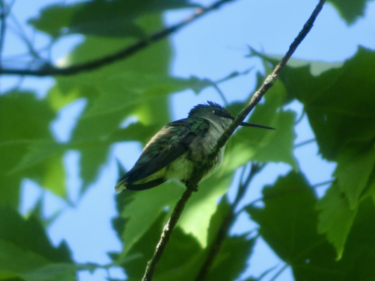 Ruby-throated Hummingbird - ML619537898