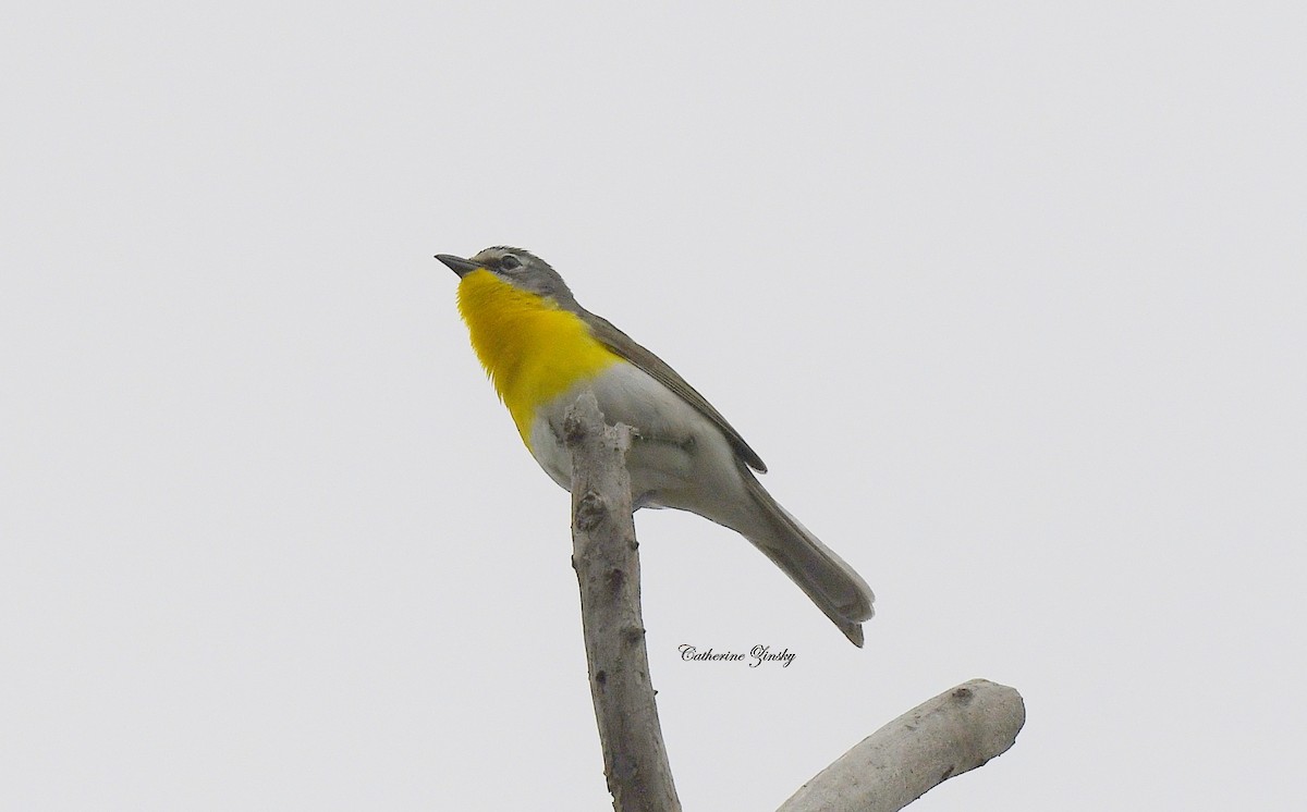 Yellow-breasted Chat - ML619537899