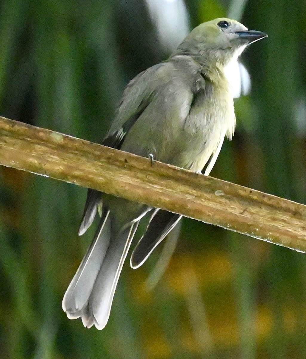 Palm Tanager - ML619537902