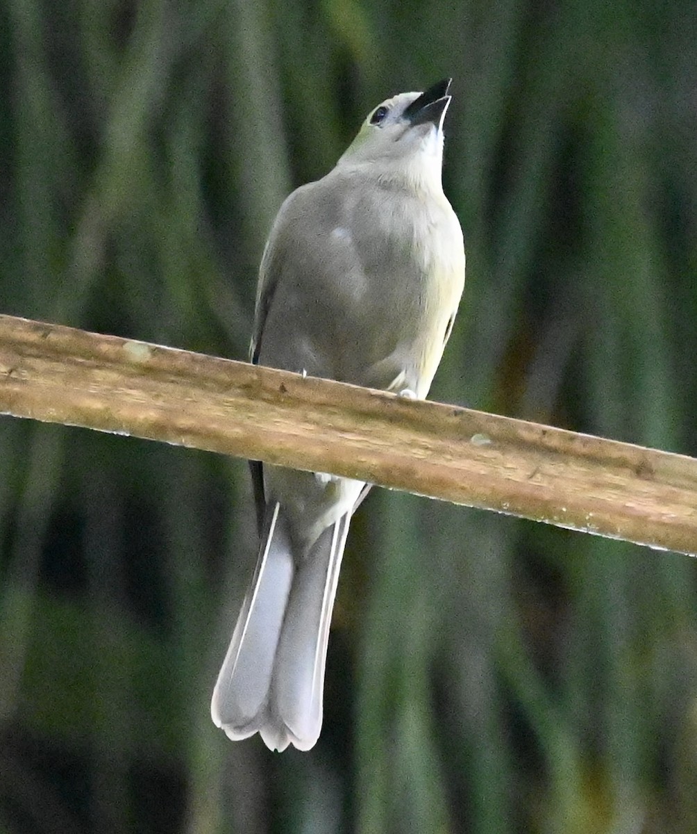 Palm Tanager - ML619537908