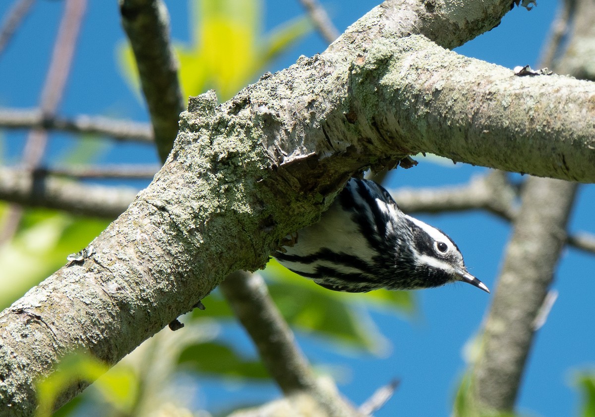 Black-and-white Warbler - ML619537946