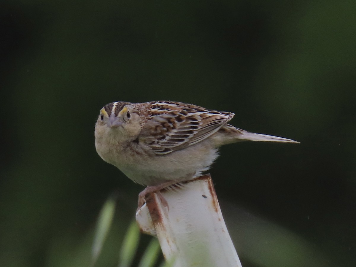 Grasshopper Sparrow - ML619537961
