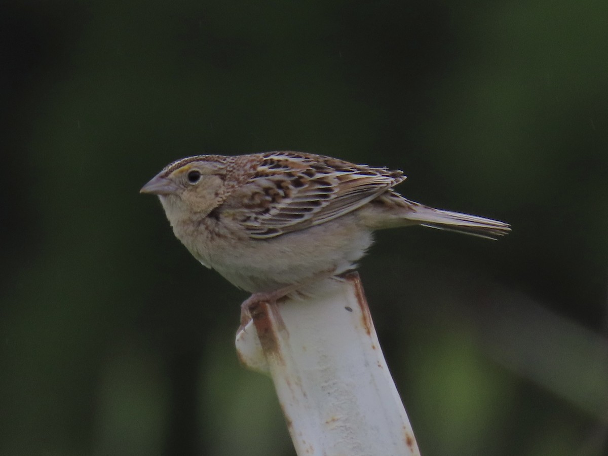Grasshopper Sparrow - ML619537962