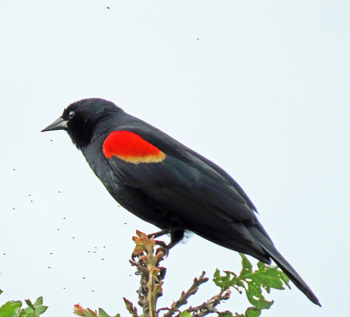 Red-winged Blackbird - ML619537971