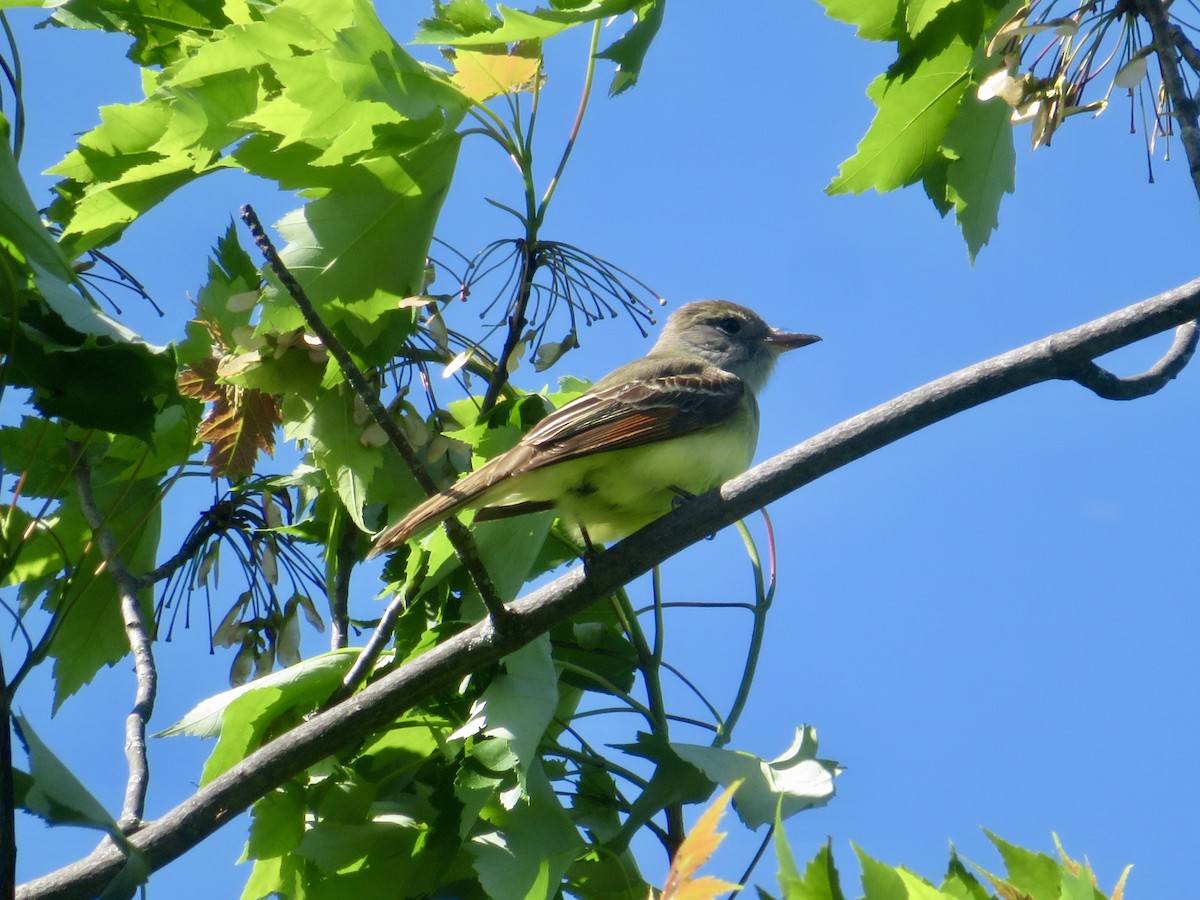 Great Crested Flycatcher - ML619537977