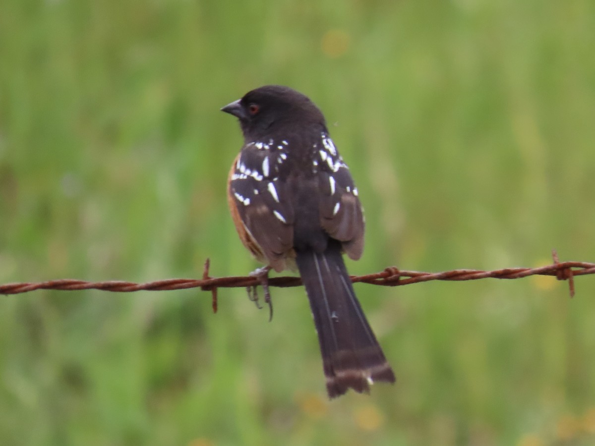 Spotted Towhee - ML619538010