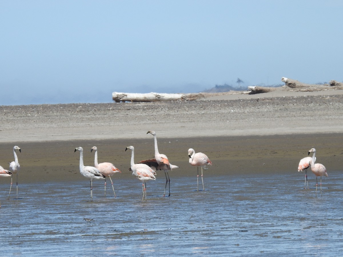 Chilean Flamingo - ML619538051