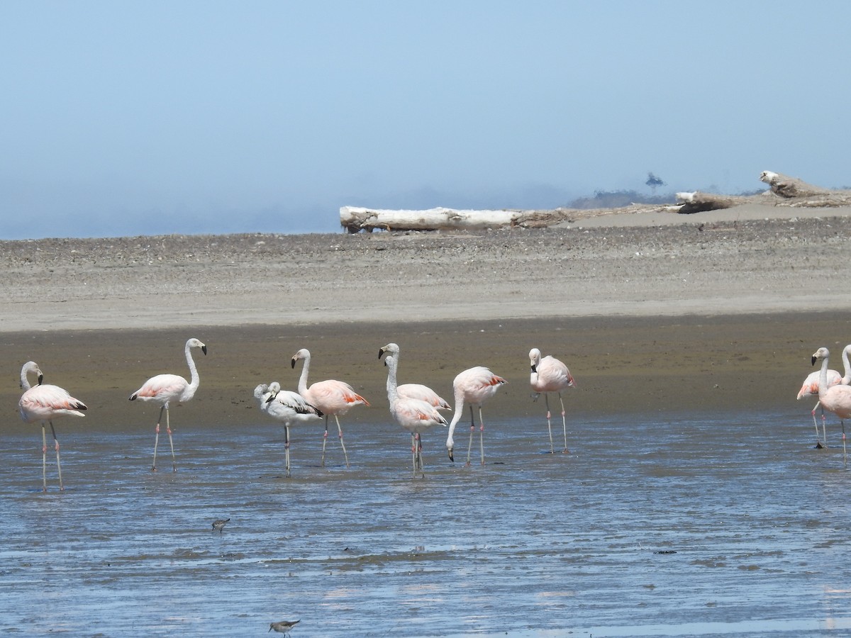 Chilean Flamingo - ML619538053