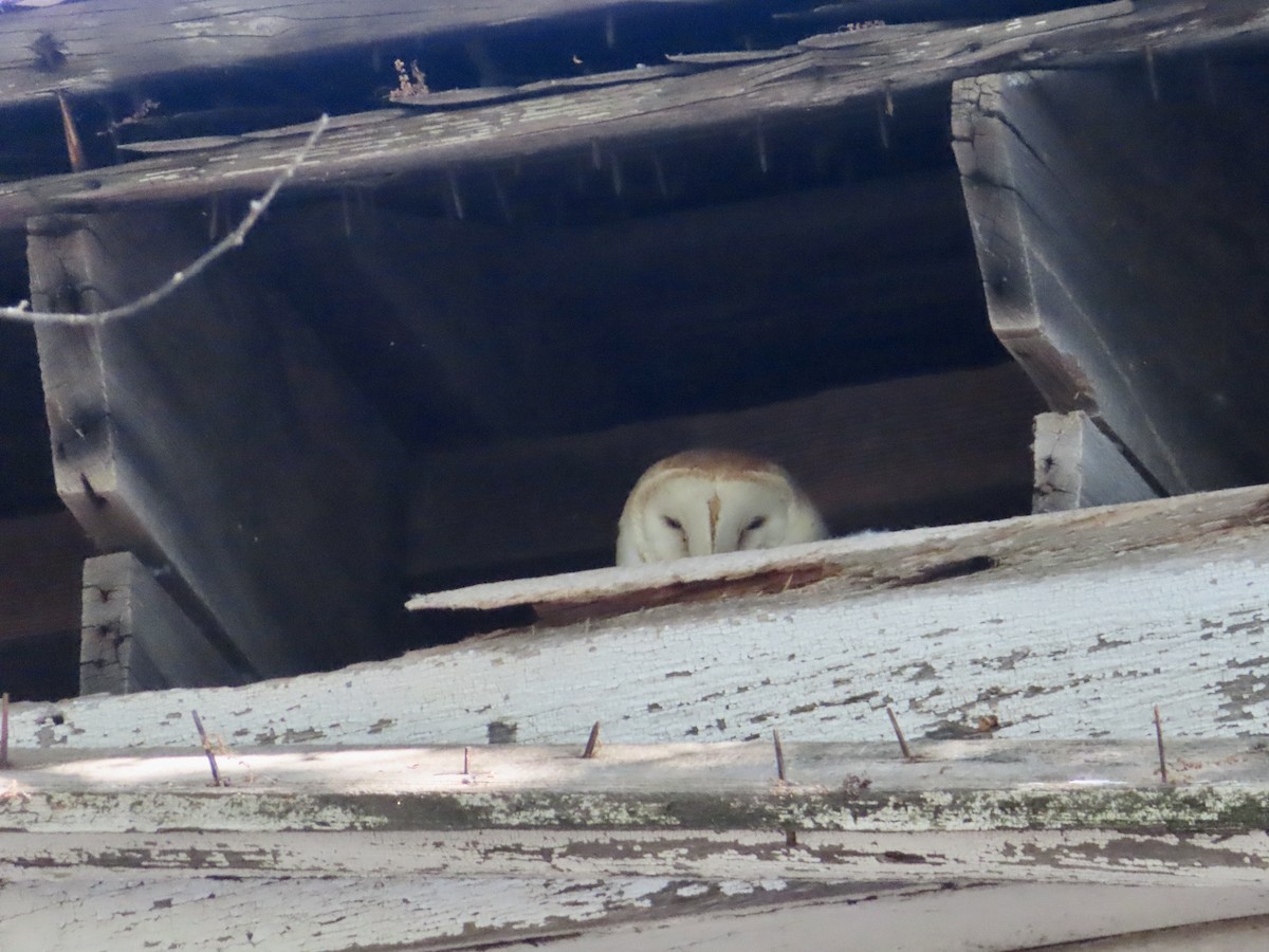 Barn Owl - ML619538084