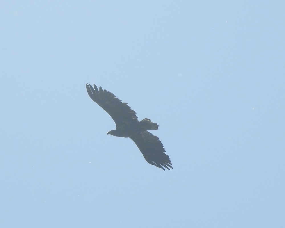 White-tailed Eagle - ML619538103
