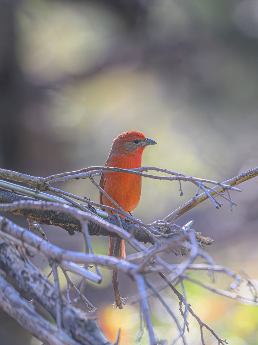 Hepatic Tanager - ML619538122
