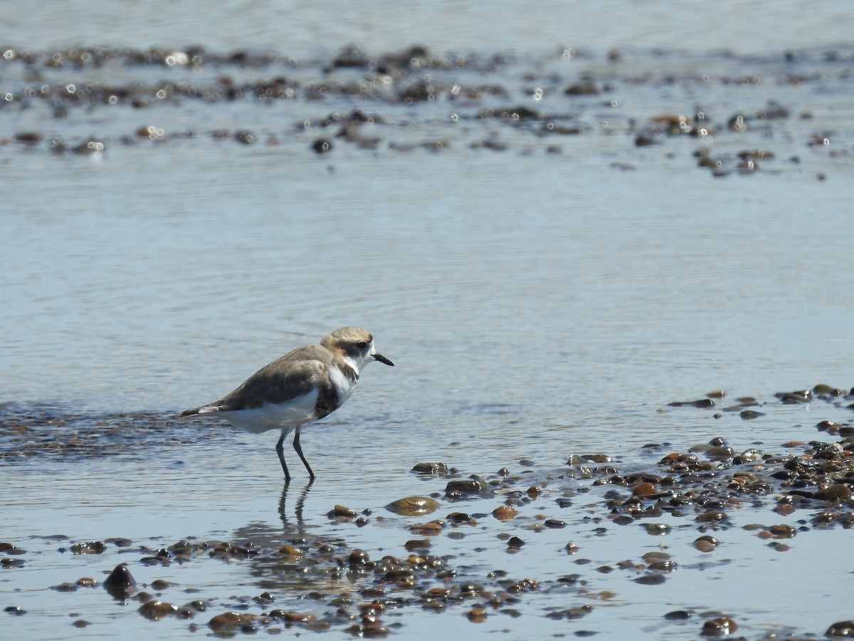 Two-banded Plover - ML619538142
