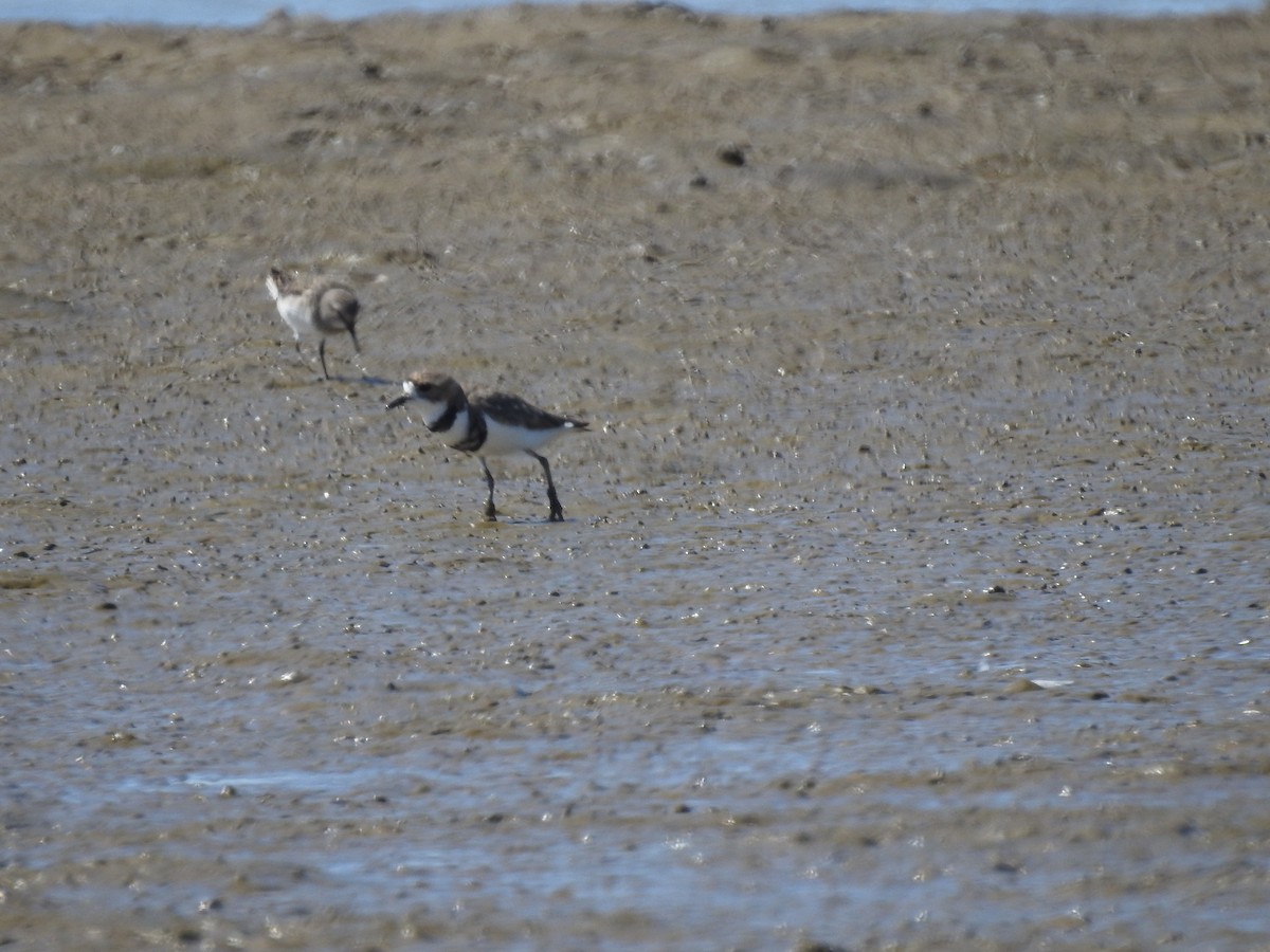 Two-banded Plover - ML619538143