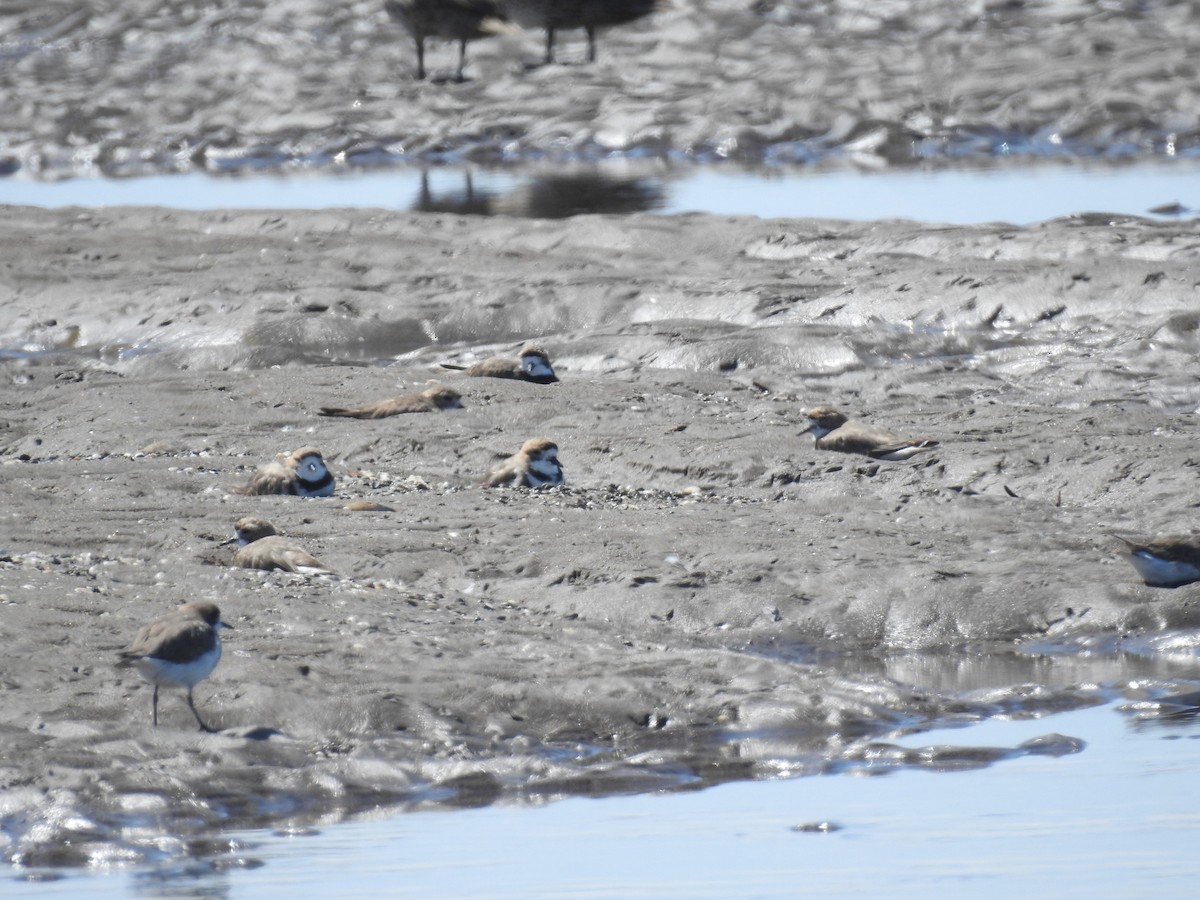 Two-banded Plover - ML619538144